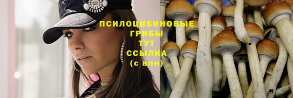 стаф Алзамай